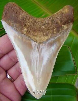 Megalodon Shark Tooth 4 & 3/8 in. HIGH GRADE INDONESIAN NO RESTORATION