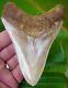 Megalodon Shark Tooth 4 & 3/8 In. High Grade Indonesian No Restoration