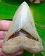 Megalodon Shark Tooth 4 & 3/8 In. Museum Quality Real Fossil No Resto