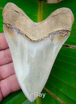 Megalodon Shark Tooth 4 & 3/8 in. MUSEUM QUALITY REAL FOSSIL NO RESTO