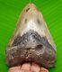 Megalodon Shark Tooth 4.40 Real Fossil No Repair & Restorations