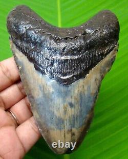 Megalodon Shark Tooth 4.40 Shark Teeth Fossil & No Restorations
