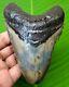Megalodon Shark Tooth 4.40 Shark Teeth Fossil & No Restorations