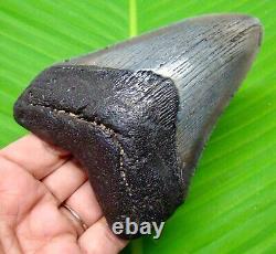 Megalodon Shark Tooth 4.40- Shark Teeth Real Fossil Natural Megladone