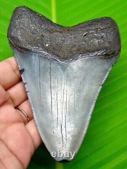 Megalodon Shark Tooth 4.40- Shark Teeth Real Fossil Natural Megladone
