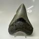 Megalodon Shark Tooth 4.41 Inch Amazing Authentic Fossil Natural 20470