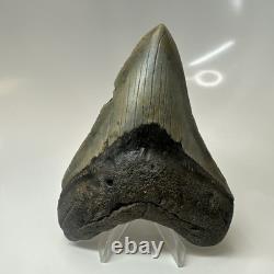 Megalodon Shark Tooth 4.41 Inch Amazing Authentic Fossil Natural 20470