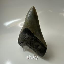 Megalodon Shark Tooth 4.41 Inch Amazing Authentic Fossil Natural 20470
