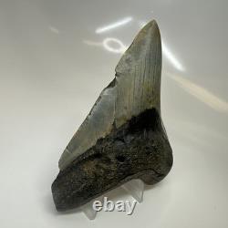 Megalodon Shark Tooth 4.41 Inch Amazing Authentic Fossil Natural 20470