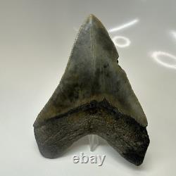 Megalodon Shark Tooth 4.41 Inch Amazing Authentic Fossil Natural 20470