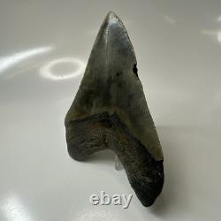 Megalodon Shark Tooth 4.41 Inch Amazing Authentic Fossil Natural 20470