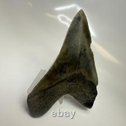 Megalodon Shark Tooth 4.41 Inch Amazing Authentic Fossil Natural 20470