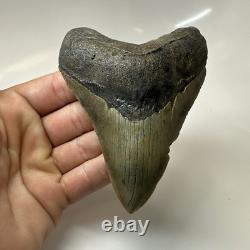 Megalodon Shark Tooth 4.41 Inch Amazing Authentic Fossil Natural 20470