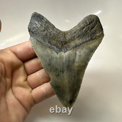 Megalodon Shark Tooth 4.41 Inch Amazing Authentic Fossil Natural 20470