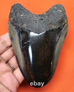 Megalodon Shark Tooth 4.43 Shark Teeth Real Fossil Megladone