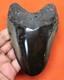 Megalodon Shark Tooth 4.43 Shark Teeth Real Fossil Megladone