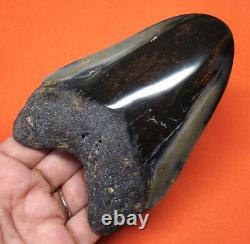 Megalodon Shark Tooth 4.43 Shark Teeth Real Fossil Megladone