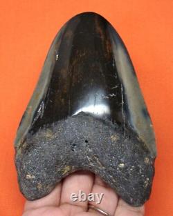 Megalodon Shark Tooth 4.43 Shark Teeth Real Fossil Megladone