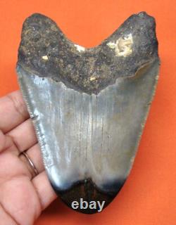 Megalodon Shark Tooth 4.43 Shark Teeth Real Fossil Megladone