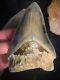 Megalodon Shark Tooth 4.44 Real Unrestored Indonesian Fossil