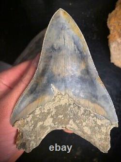 Megalodon Shark Tooth 4.44 Real Unrestored Indonesian Fossil