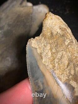 Megalodon Shark Tooth 4.44 Real Unrestored Indonesian Fossil