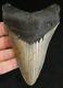 Megalodon Shark Tooth 4.46 Extinct Fossil Authentic Not Restored (cg8-28)