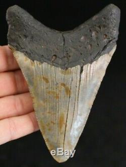Megalodon Shark Tooth 4.46 Extinct Fossil Authentic NOT RESTORED (CG8-28)
