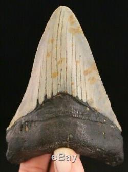 Megalodon Shark Tooth 4.46 Extinct Fossil Authentic NOT RESTORED (CG8-28)