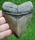 Megalodon Shark Tooth 4.47 Extinct Fossil Authentic Not Restored (wt4-292)