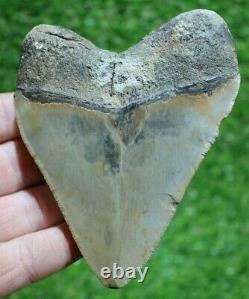 Megalodon Shark Tooth 4.47 Extinct Fossil Authentic NOT RESTORED (WT4-292)
