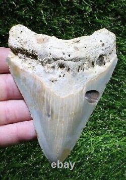 Megalodon Shark Tooth 4.47 Extinct Fossil Authentic NOT RESTORED (WT4-356)