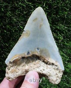 Megalodon Shark Tooth 4.47 Extinct Fossil Authentic NOT RESTORED (WT4-356)