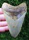 Megalodon Shark Tooth 4.47 Extinct Fossil Authentic Not Restored (wt4-377)