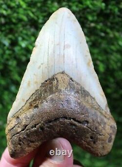 Megalodon Shark Tooth 4.47 Extinct Fossil Authentic NOT RESTORED (WT4-377)