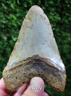Megalodon Shark Tooth 4.47 Extinct Fossil Authentic NOT RESTORED (WT4-377)