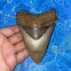 Megalodon Shark Tooth 4.47 Huge Teeth Big Meg Scuba Diver Direct Fossil Nc 6372
