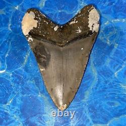 Megalodon Shark Tooth 4.47 Huge Teeth Big Meg Scuba Diver Direct Fossil Nc 6372