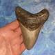 Megalodon Shark Tooth 4.48 Huge Teeth Meg Scuba Diver Direct Fossil Nc 9663