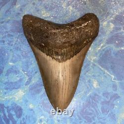Megalodon Shark Tooth 4.48 Huge Teeth Meg Scuba Diver Direct Fossil Nc 9663