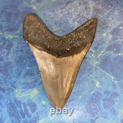 Megalodon Shark Tooth 4.48 Huge Teeth Meg Scuba Diver Direct Fossil Nc 9663