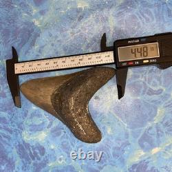 Megalodon Shark Tooth 4.48 Huge Teeth Meg Scuba Diver Direct Fossil Nc 9663