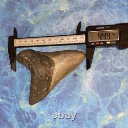Megalodon Shark Tooth 4.48 Huge Teeth Meg Scuba Diver Direct Fossil Nc 9663