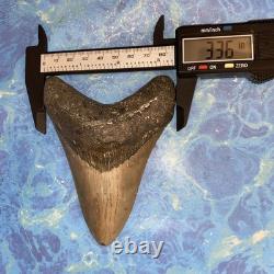 Megalodon Shark Tooth 4.48 Huge Teeth Meg Scuba Diver Direct Fossil Nc 9663