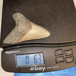 Megalodon Shark Tooth 4.48 Huge Teeth Meg Scuba Diver Direct Fossil Nc 9663