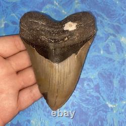 Megalodon Shark Tooth 4.48 Huge Teeth Meg Scuba Diver Direct Fossil Nc 9929