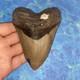 Megalodon Shark Tooth 4.48 Huge Teeth Meg Scuba Diver Direct Fossil Nc 9929
