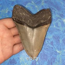 Megalodon Shark Tooth 4.48 Huge Teeth Meg Scuba Diver Direct Fossil Nc 9929