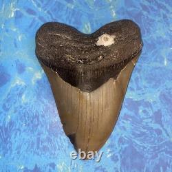 Megalodon Shark Tooth 4.48 Huge Teeth Meg Scuba Diver Direct Fossil Nc 9929