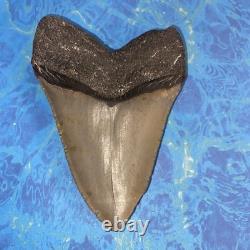 Megalodon Shark Tooth 4.48 Huge Teeth Meg Scuba Diver Direct Fossil Nc 9929